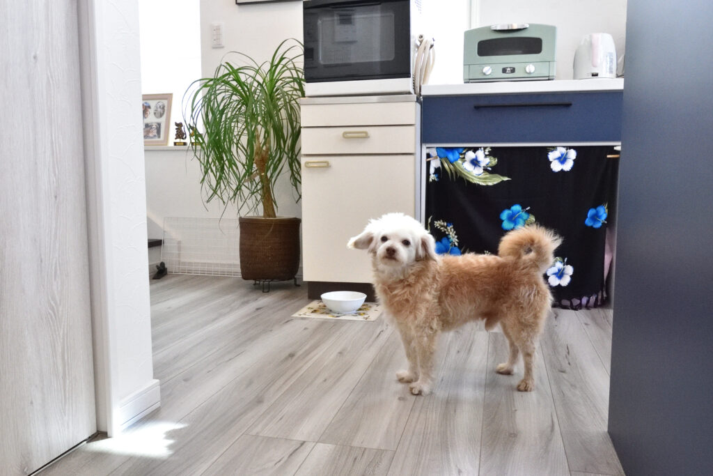 体に優しい空調で元気に走り回る愛犬